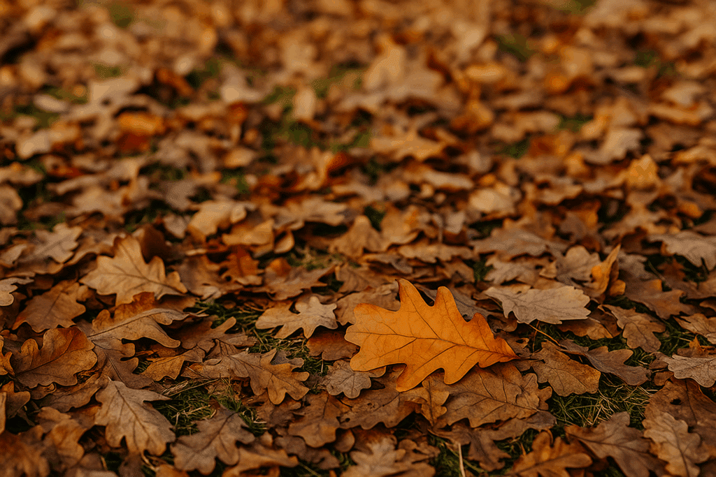Feuilles mortes sol