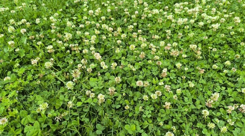 Eliminer trèfle jardin