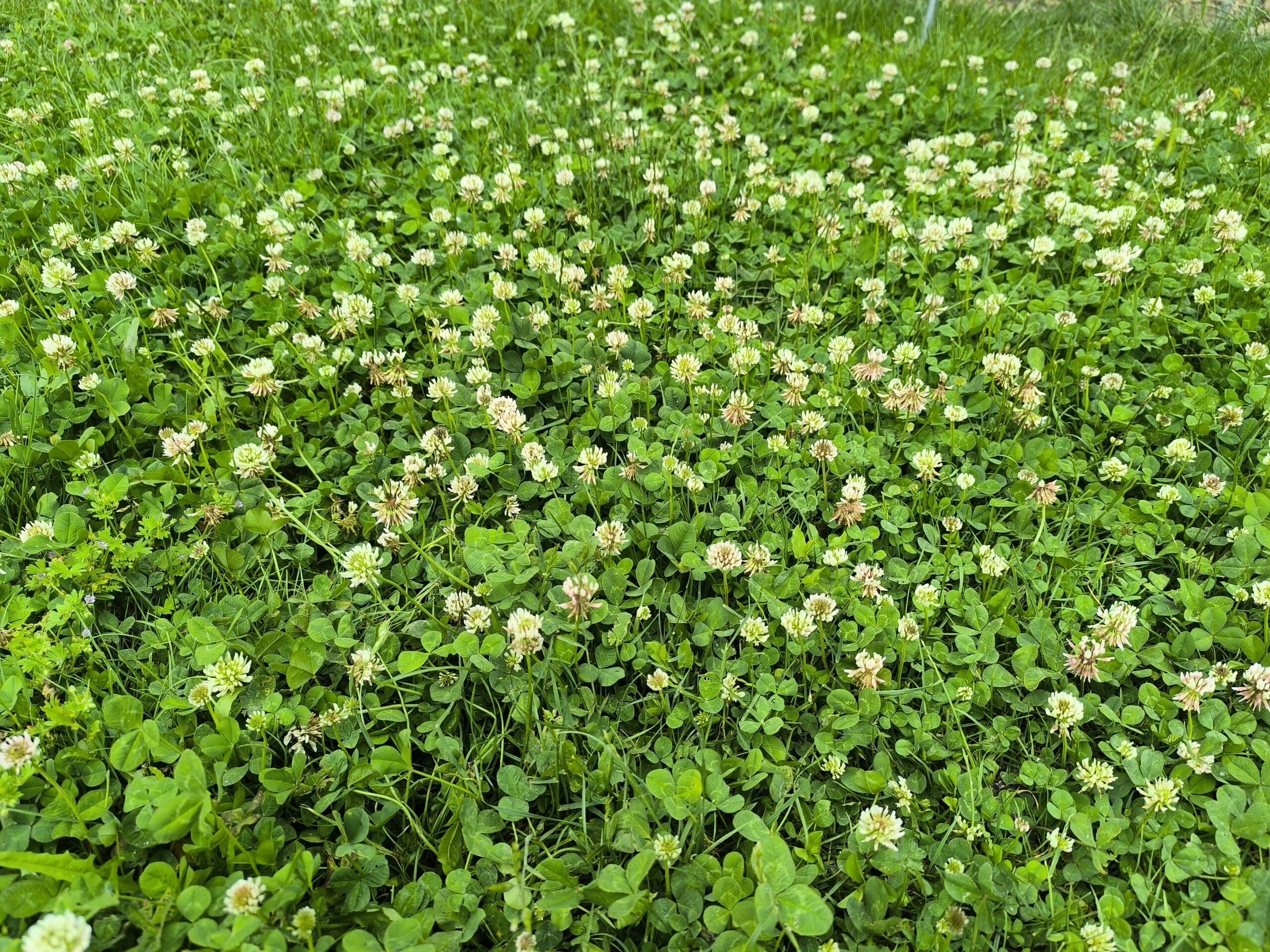 Le trèfle adore votre jardin, mais voilà comment le faire disparaître